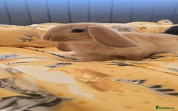 French Lop rabbits for sale: Beautiful French Lop bunnies - Image 25