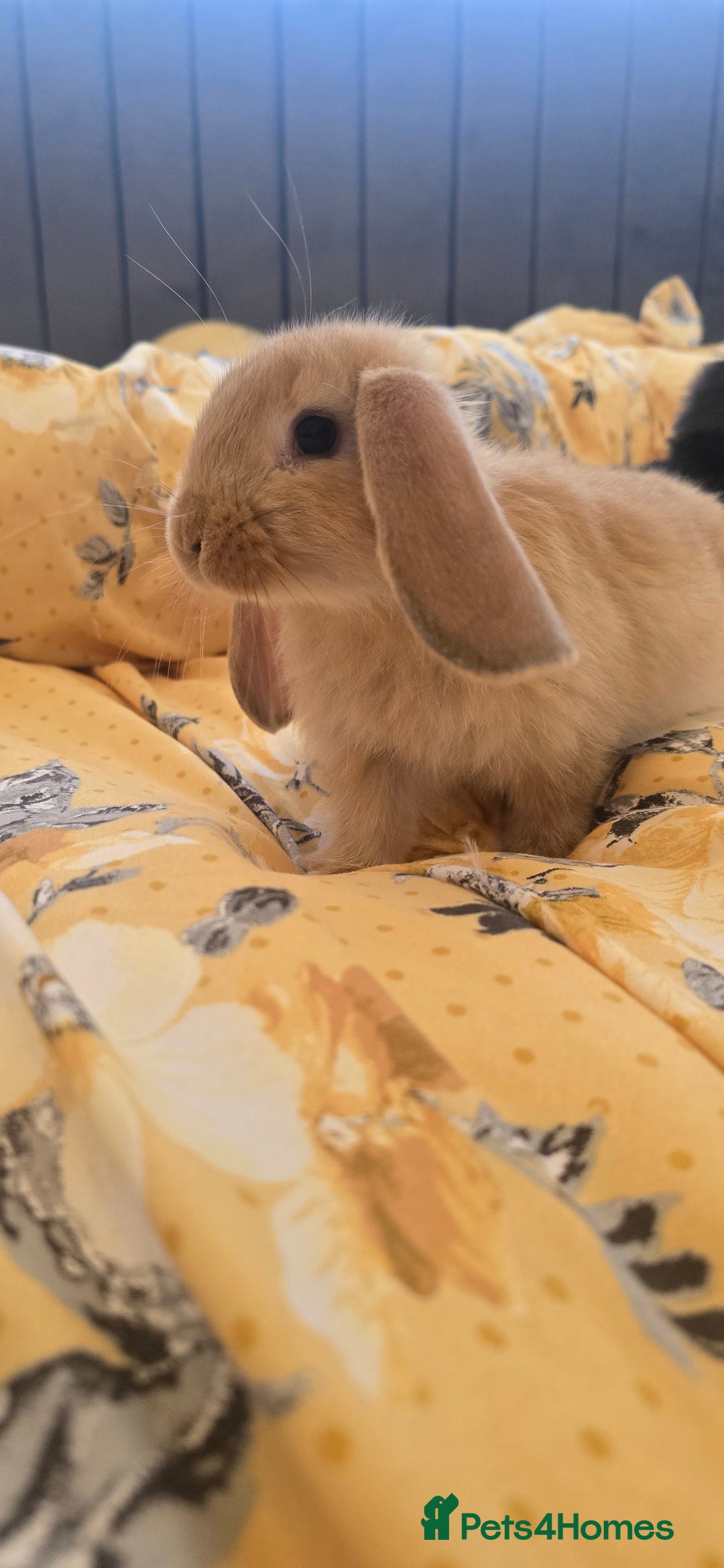 French Lop rabbits for sale: Beautiful French Lop bunnies - Image 25