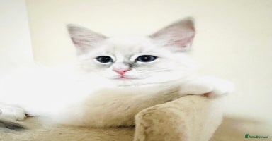 Ragdoll cats - Advert 6
