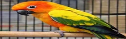 Conures birds for sale:  DNA Tested Male and female Sun Conure  in Edinburgh - Advert 1