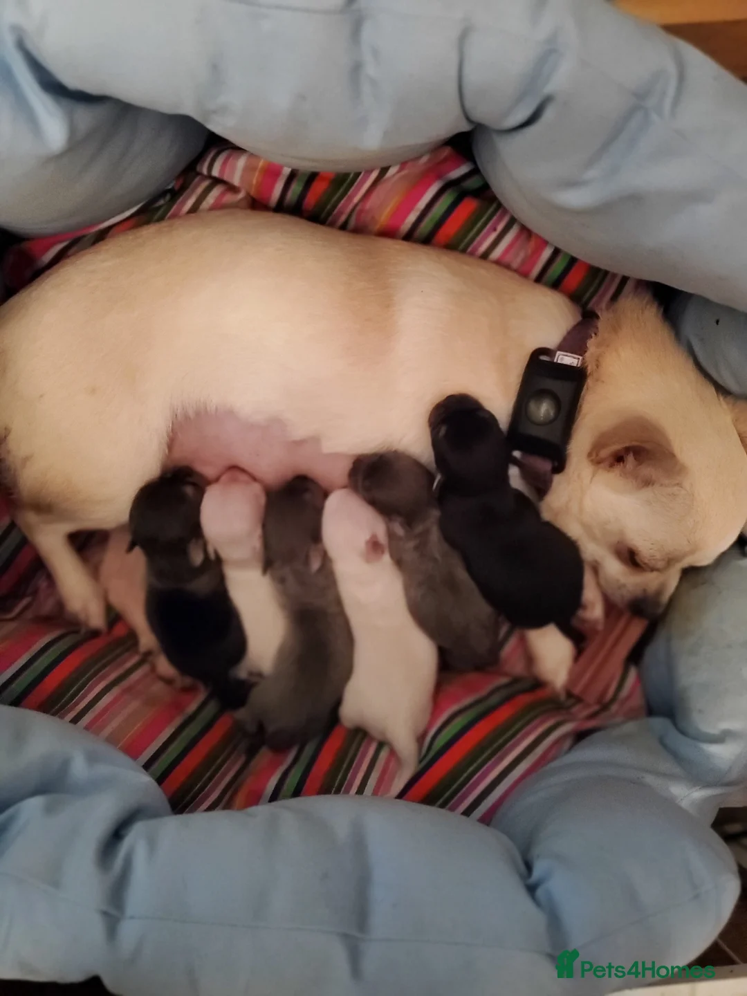 Chihuahua dogs for sale: Chihauhau puppies  - Advert 1
