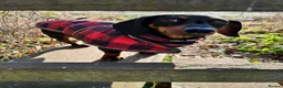 Miniature Dachshund dogs for sale: Cutie Beauty Miniature Dachshund Puppies in Nottingham - Advert 10