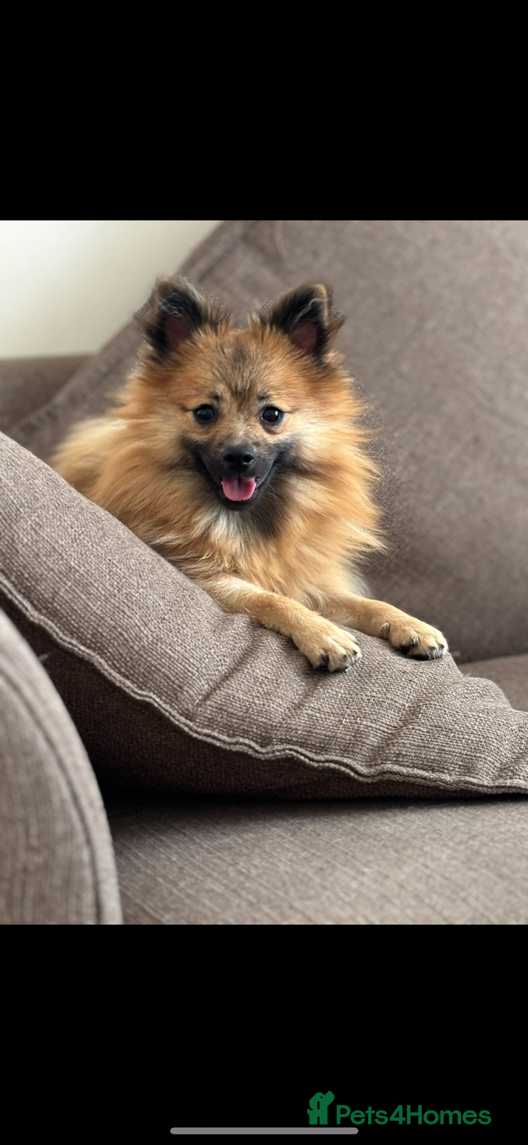 Pomeranian dogs for sale: Beautiful female Pomeranian puppy for sale 1200 - Advert 1