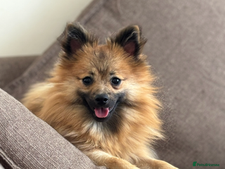 Pomeranian dogs Beautiful female Pomeranian puppy for sale 1200 - Advert 3