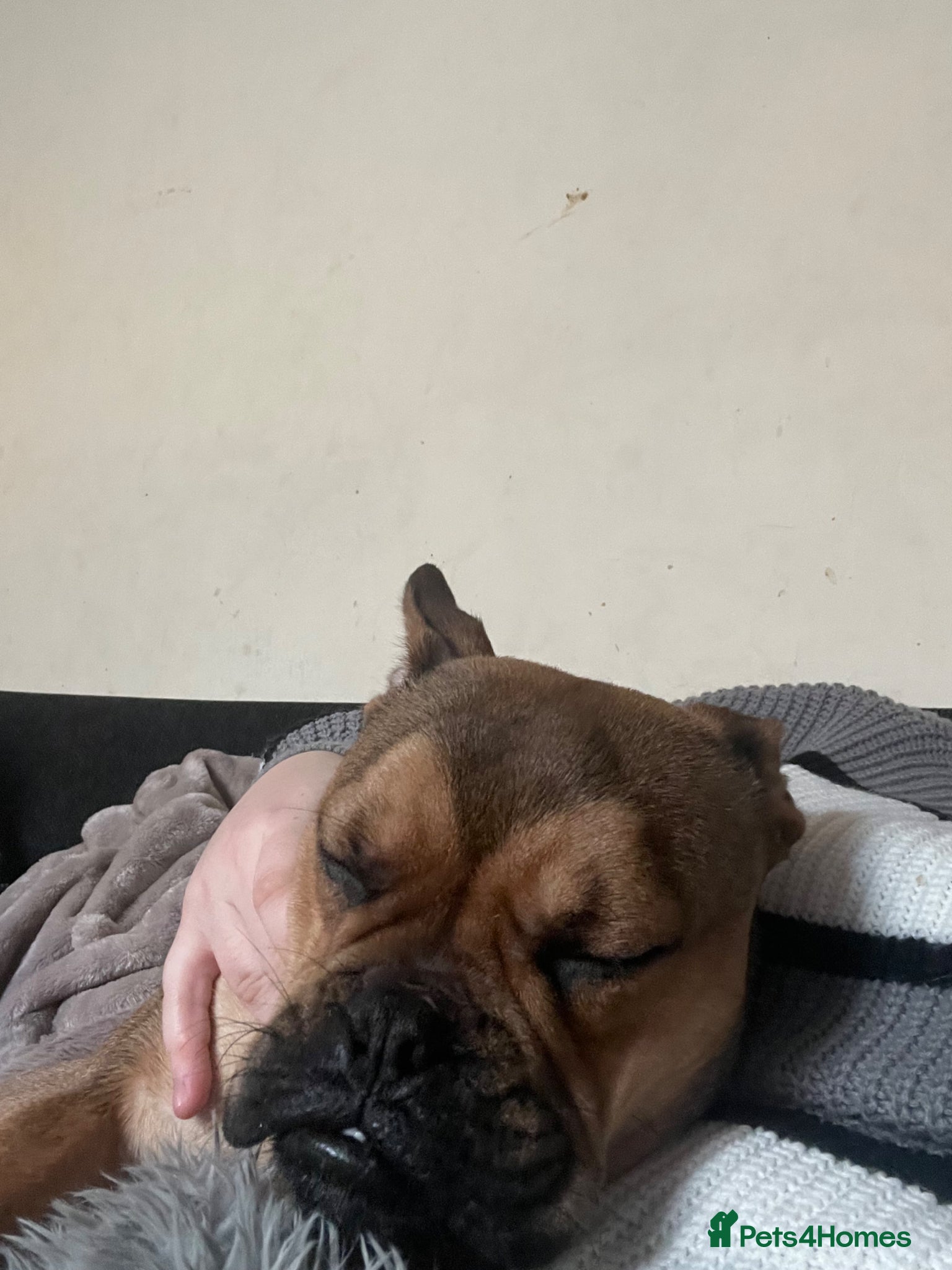 Mixed Breed dogs 9 month old male available  - Advert 3