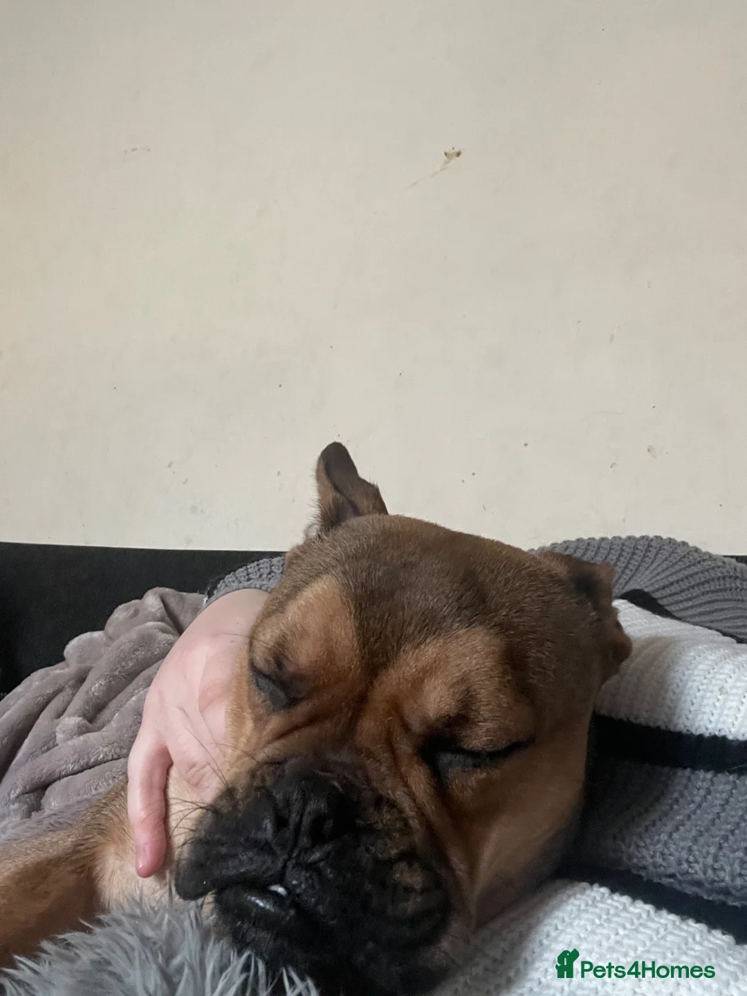 Mixed Breed dogs for sale: 9 month old male available  - Advert 1