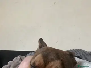 Mixed Breed dogs 9 month old male available - Advert 3