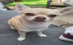 Chihuahua dogs for sale: Stunning Chocolate and white Smooth haired pups - Image 14