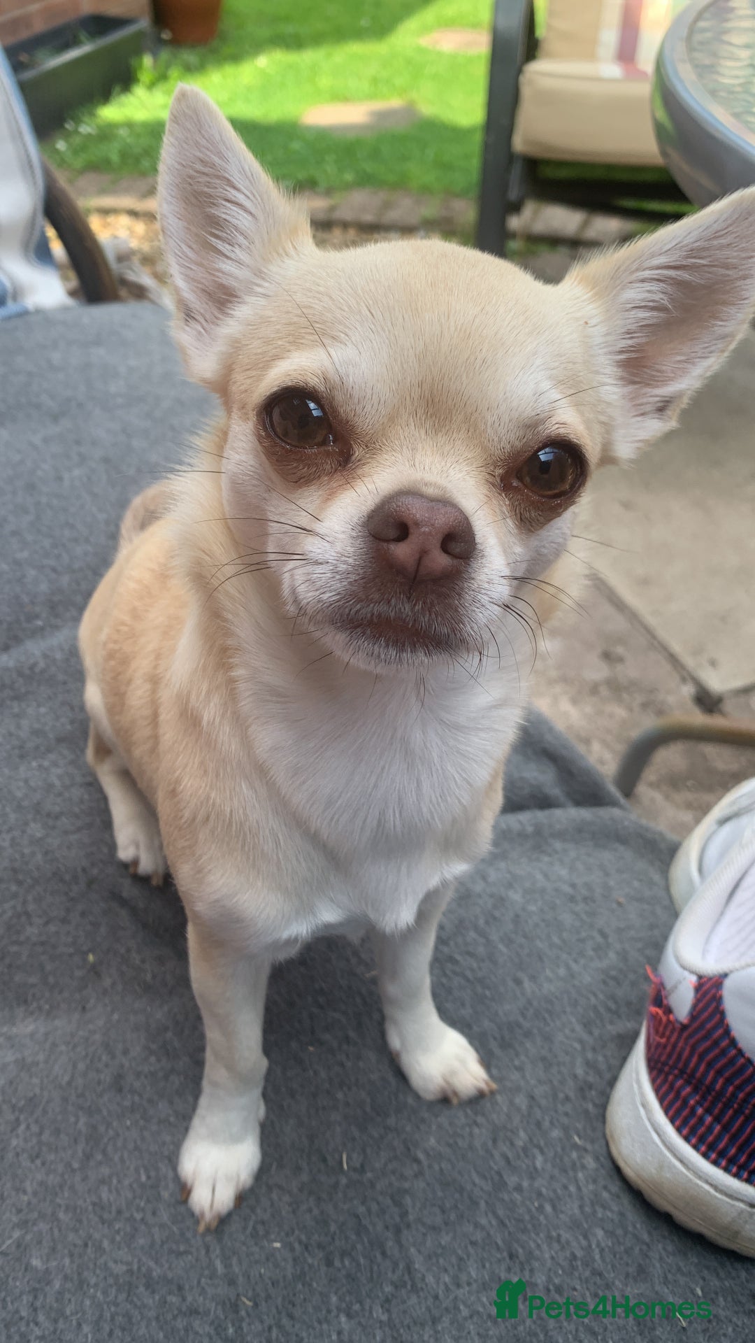 Chihuahua dogs for sale: Stunning Chocolate and white Smooth haired pups - Image 14