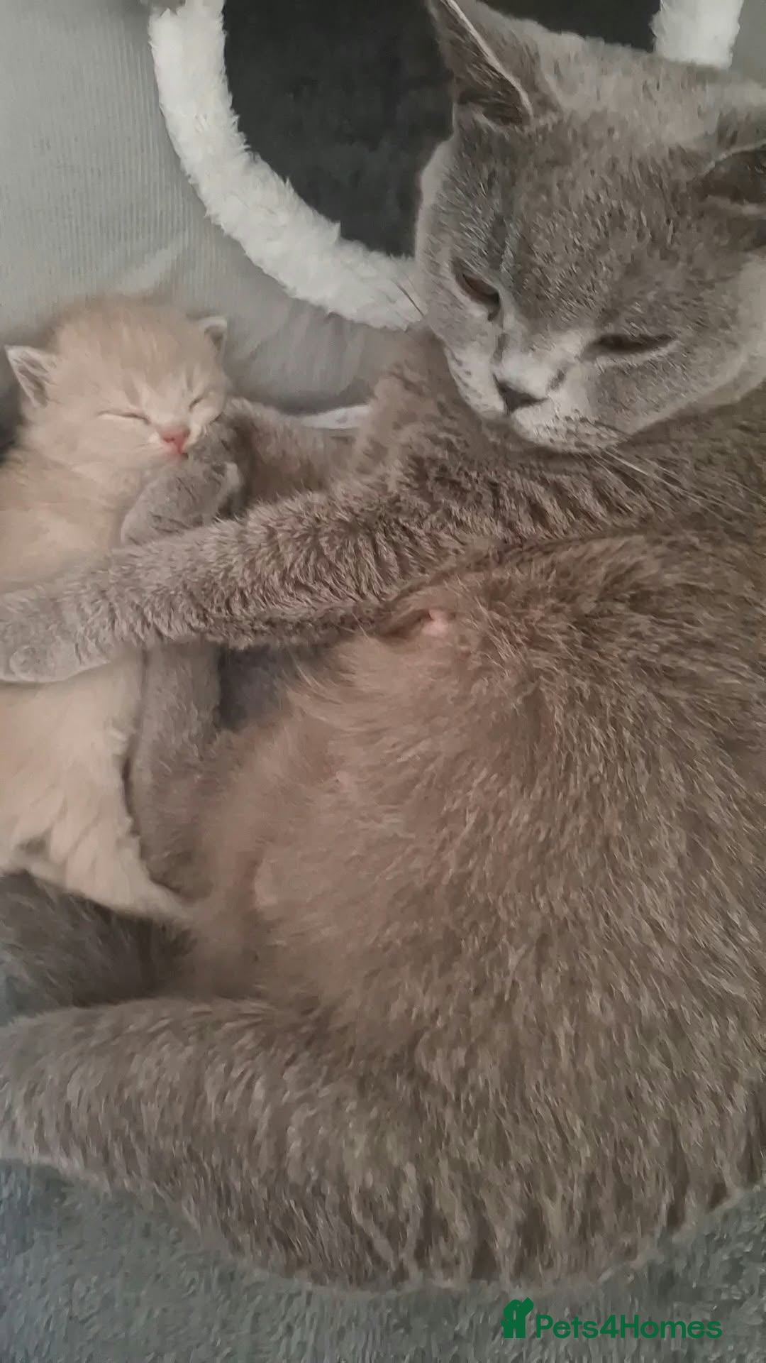 British Shorthair cats British Shorthair Kittens Looking for Loving Homes - Advert 2