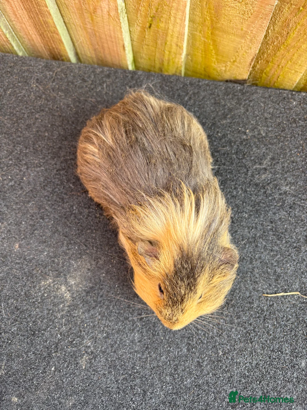 Guinea Pig rodents for sale: 1 girl 2 boys - Advert 8