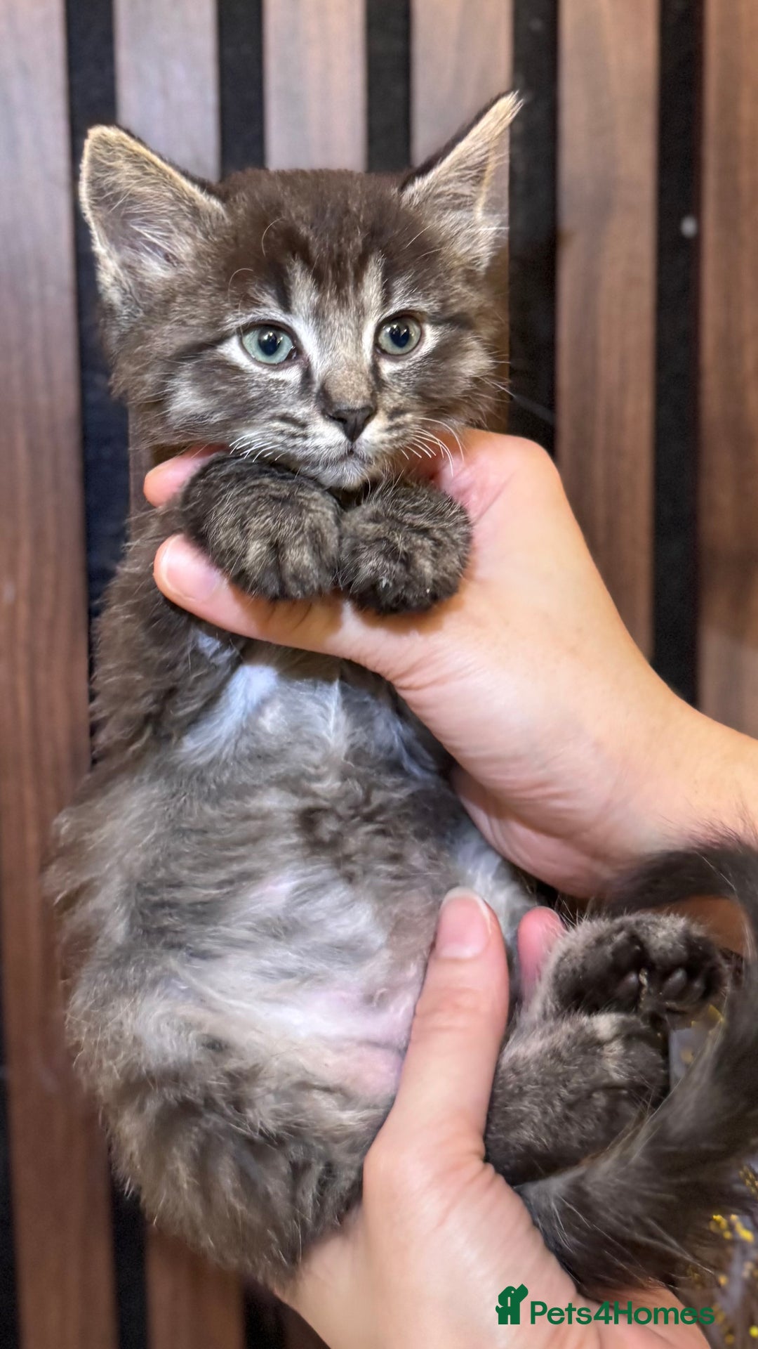 Ragdoll cats for sale: 🌙 Grey Ghost Kittens🎃 – Ragdoll × Tabby 🐾 - Image 6