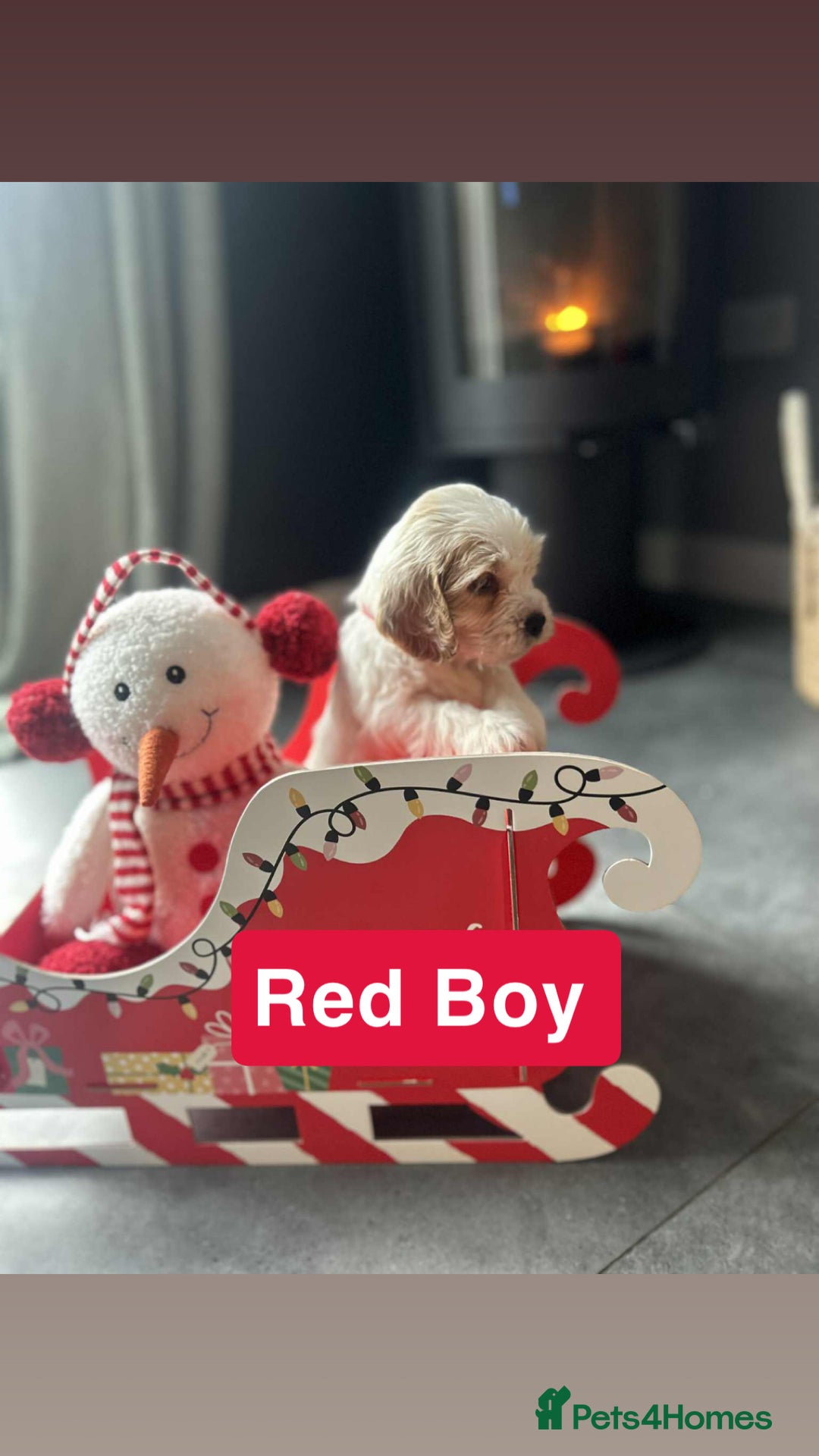 Cockapoo dogs for sale: F2 Cockapoo pups - Advert 21