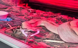 Boa Snake reptiles for sale: Super Albino Motley Boa Bwc - Image 10