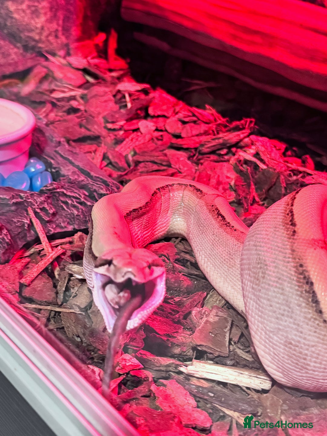 Boa Snake reptiles for sale: Super Albino Motley Boa Bwc - Image 10