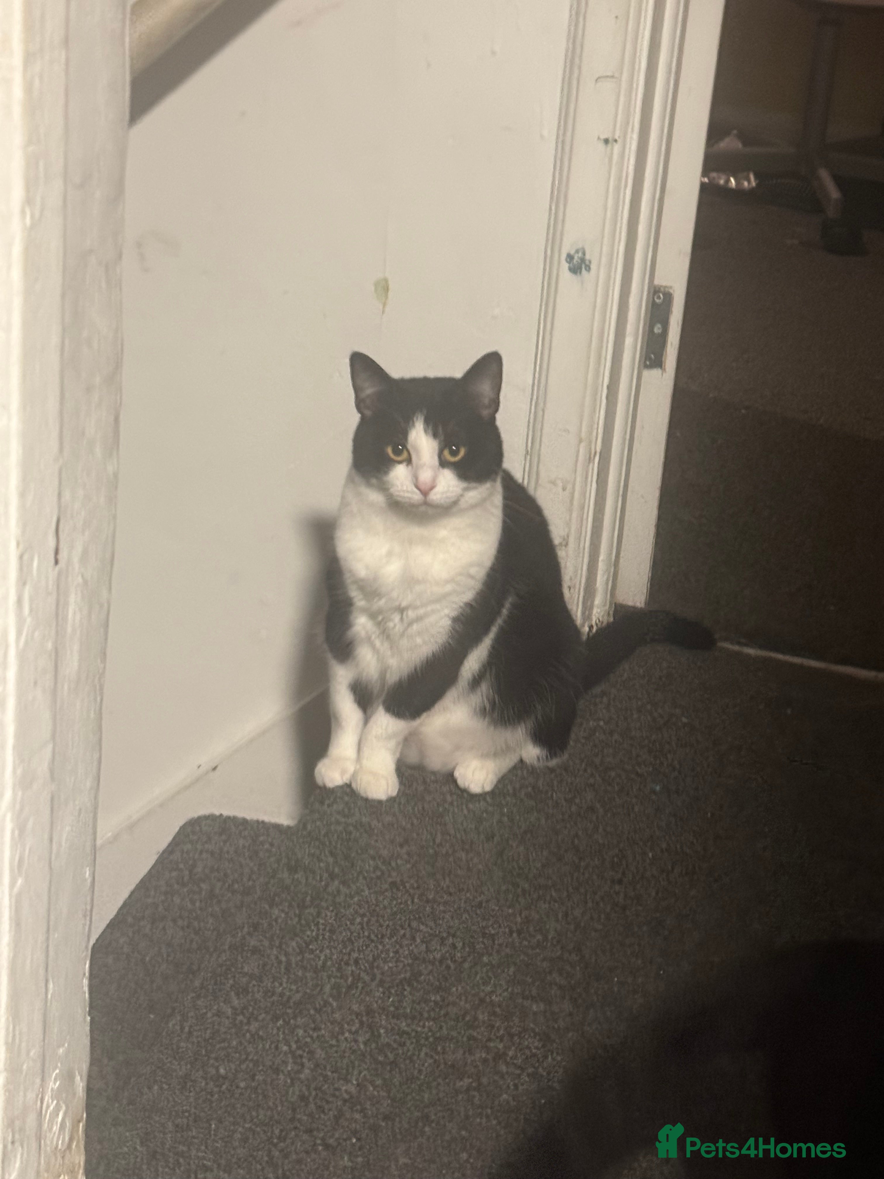 Mixed Breed cats Star female spayed and chipped  - Advert 5