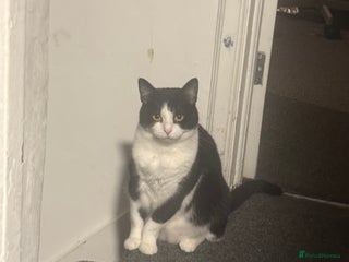 Mixed Breed cats Star female spayed and chipped - Advert 9