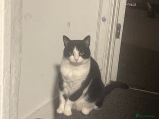 Mixed Breed cats Star female spayed and chipped - Advert 10