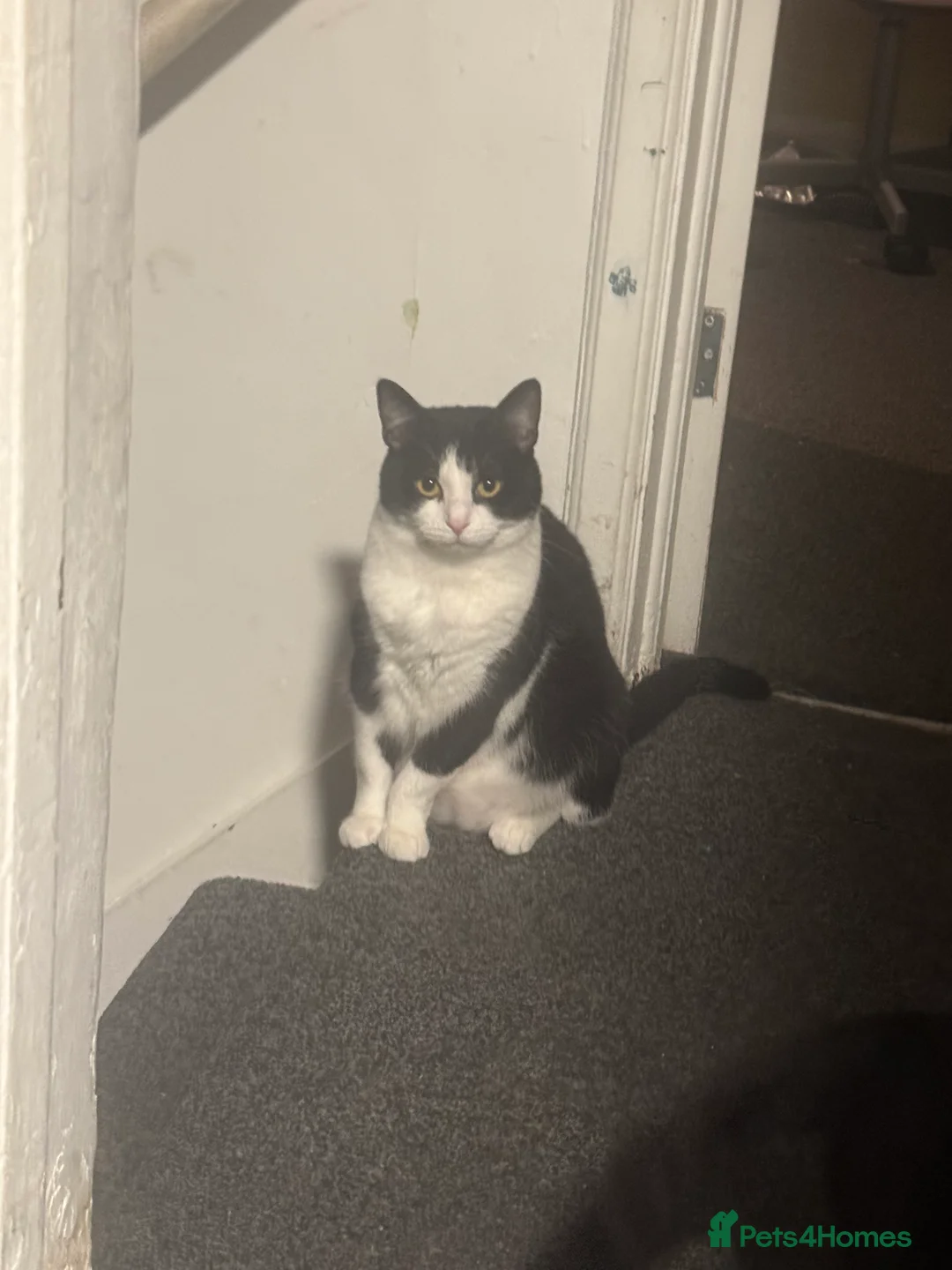 Mixed Breed cats for sale: Star female spayed and chipped  - Advert 1