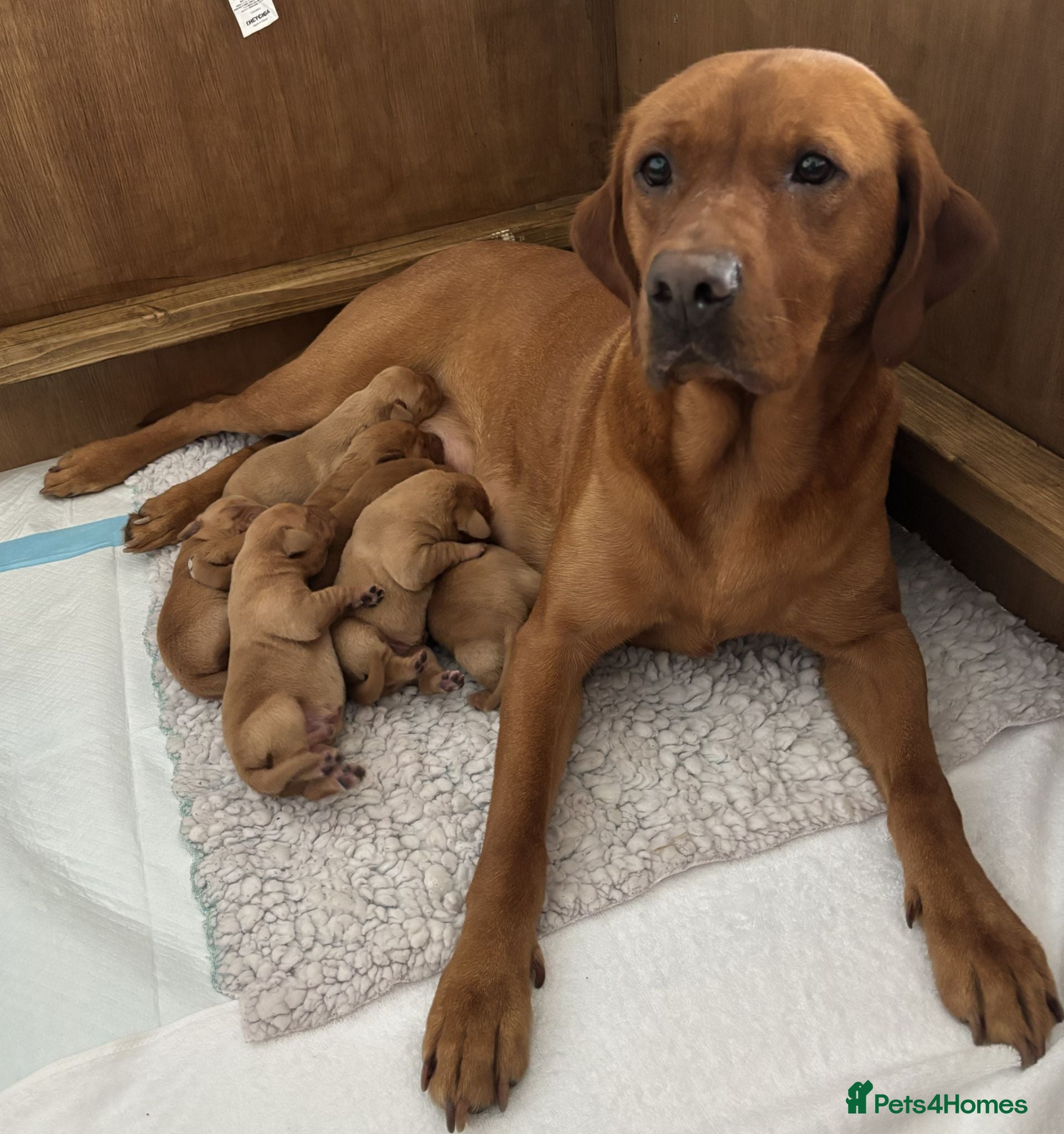 Labrador Retriever dogs KC Registered Fox Red Lab Puppies Raised Vet’s Hom - Advert 1