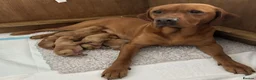 Labrador Retriever dogs for sale: KC Registered Fox Red Lab Puppies Raised Vet’s Hom - Advert 1