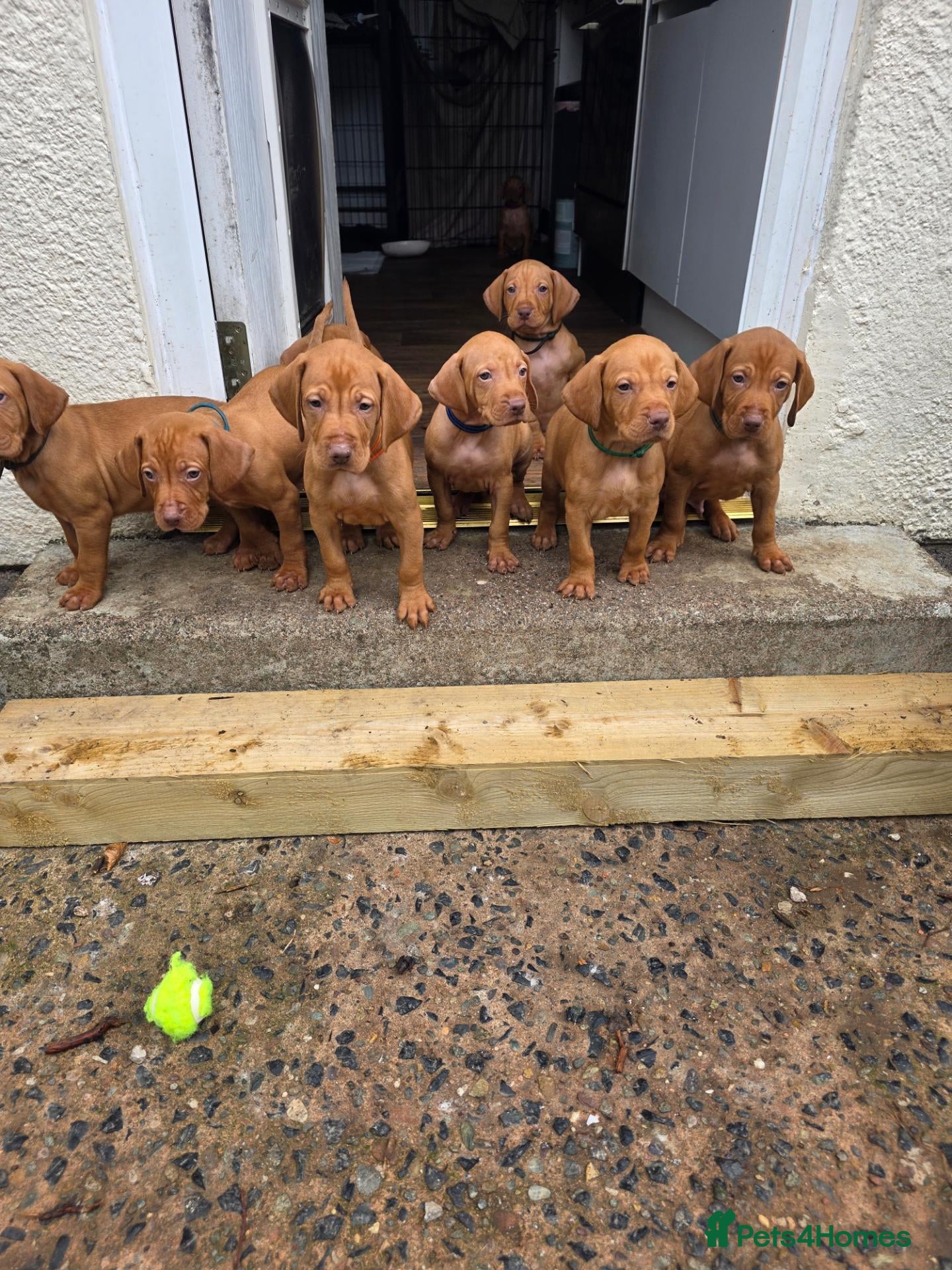 Hungarian Vizsla dogs Hungarian Vizsla Puppies  - Advert 13