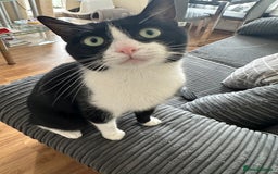 Domestic Shorthair cats for sale: Lovely cat-Tuxedo black and white breed  - Image 2