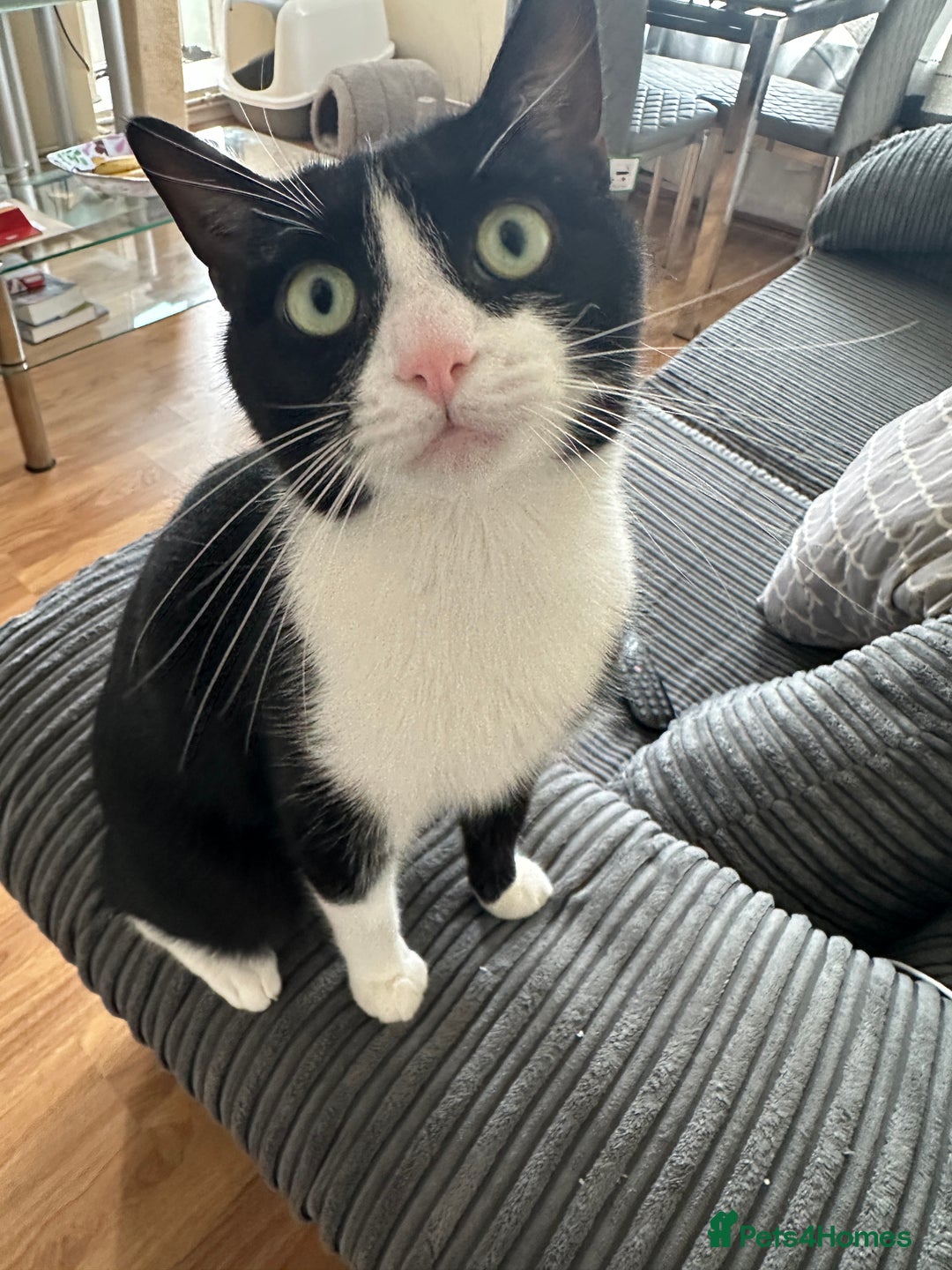 Domestic Shorthair cats for sale: Lovely cat-Tuxedo black and white breed  - Image 2