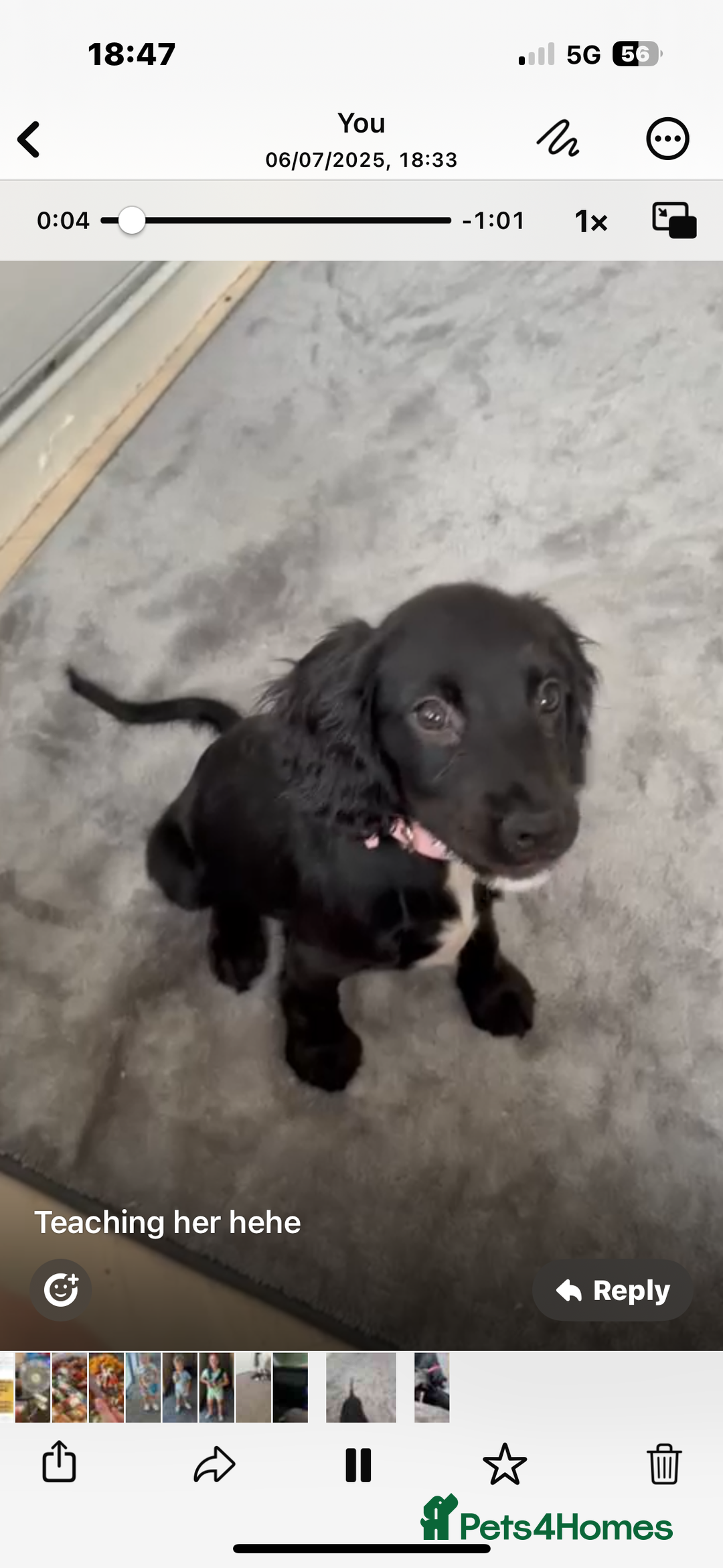 Cocker Spaniel dogs for sale: Cocker spaniel   - Image 4