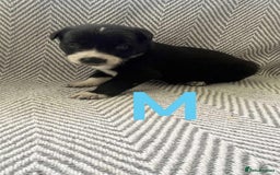 Border Collie dogs for sale: Border collie pups - Image 9