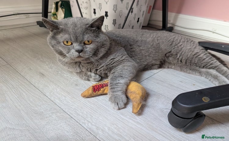 British Shorthair cats - Advert 8