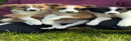 Border Collie dogs for sale: Beautiful Border Collie Puppies in Llanwrda - Advert 13