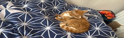 Bengal cats for sale: Ginger cat MUST GO QUICK - Advert 4