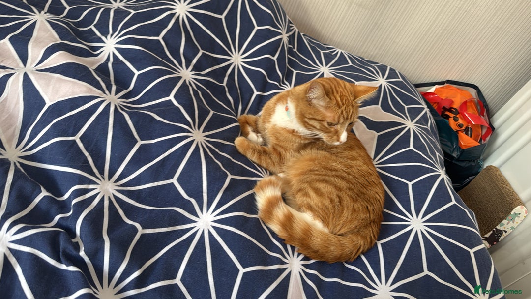 Bengal cats for sale: Ginger cat MUST GO QUICK - Advert 4