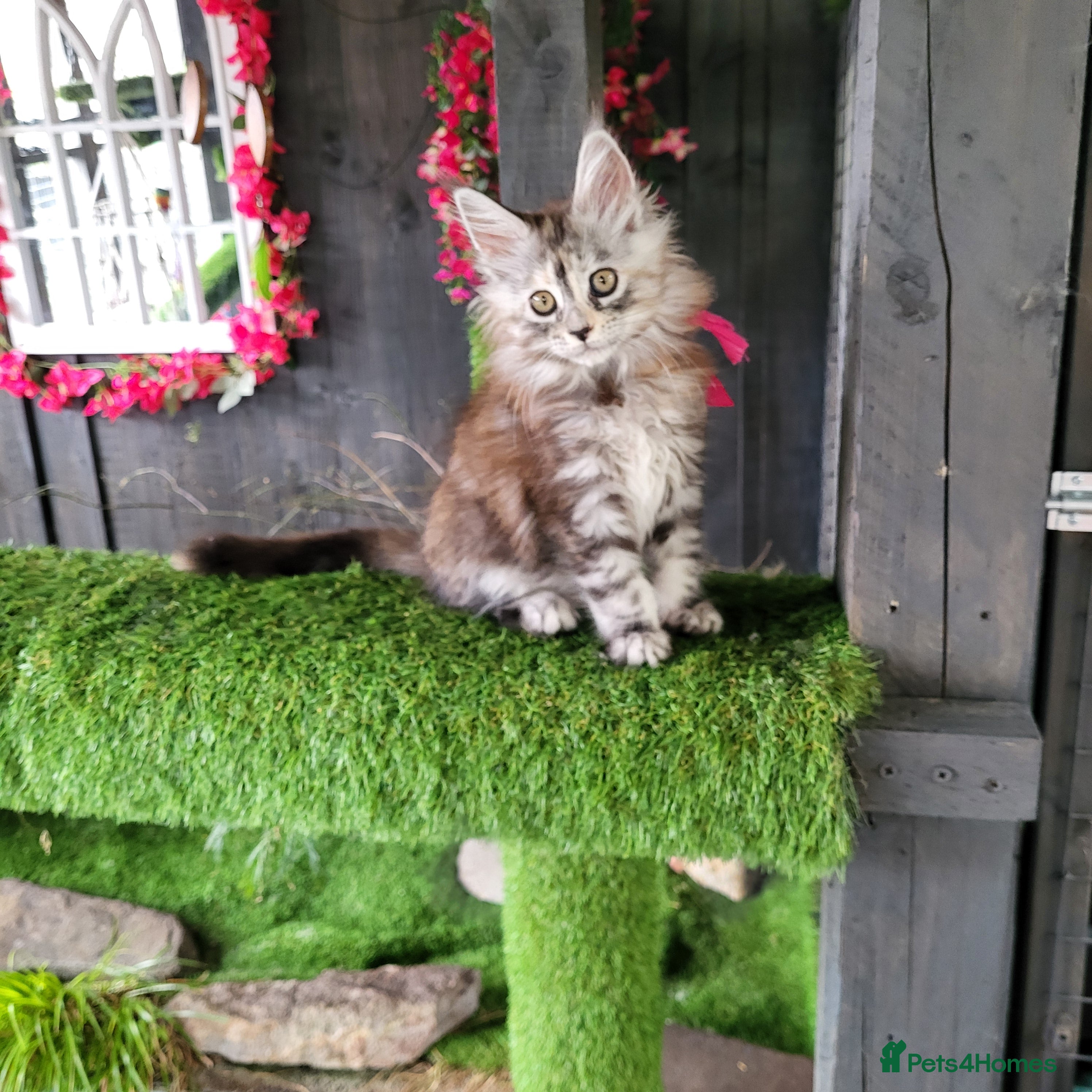 Maine Coon cats Pedigree Maine Coon kittens ready now - Advert 1