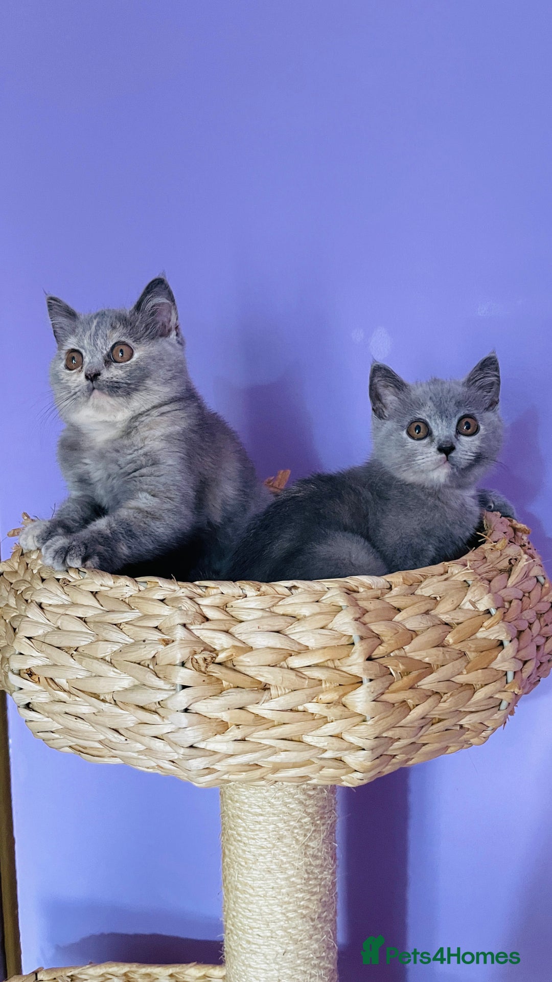 Scottish Fold cats for sale: Beautiful litter of Scottish fold  😍 - Image 1