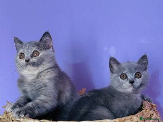 Scottish Fold cats - Advert 11