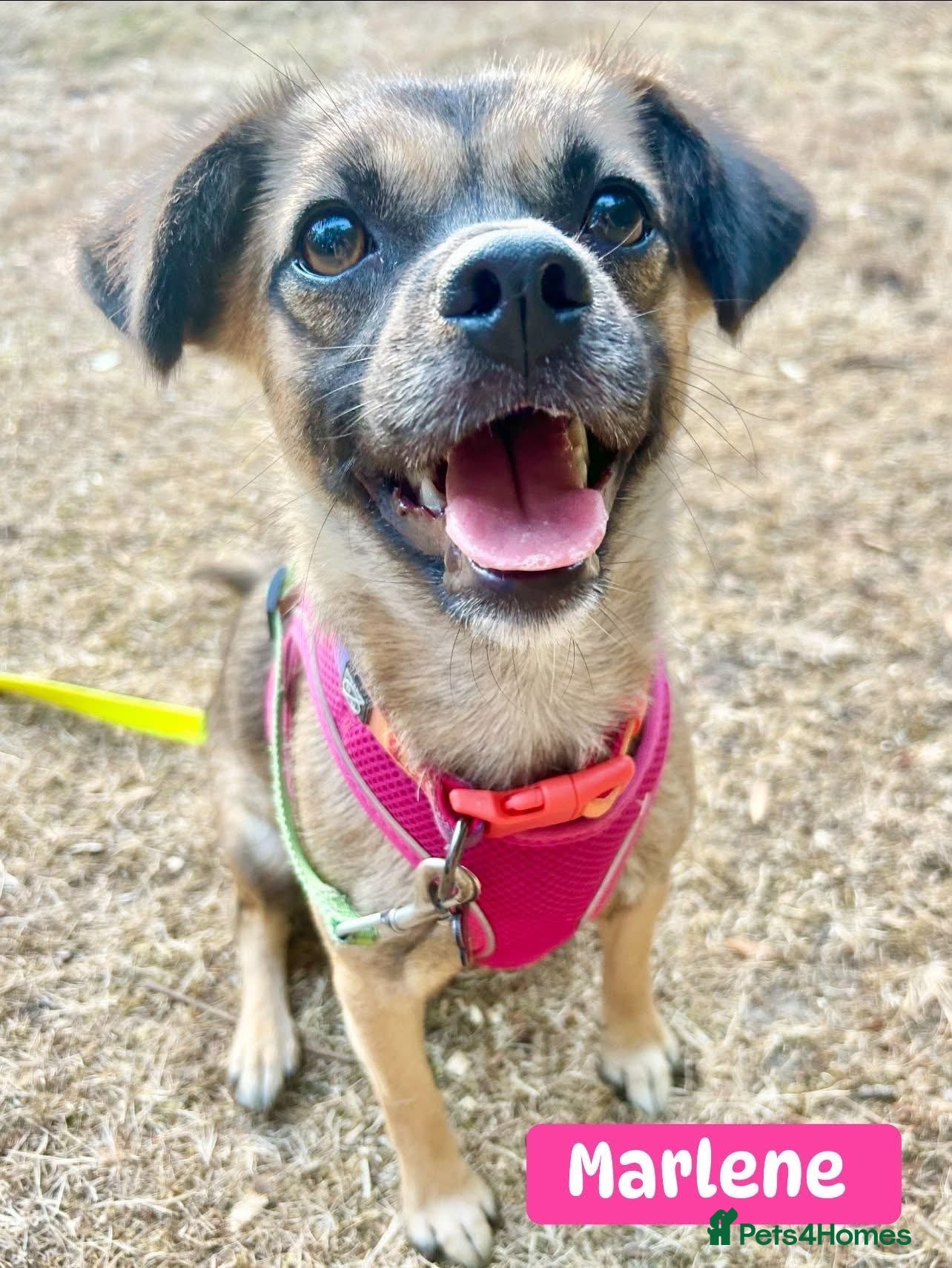 Mixed Breed dogs Meet Marlene  11 months old  6.5 kg Romanian mix  - Advert 2