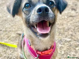 Mixed Breed dogs Meet Marlene 11 months old 6.5 kg Romanian mix - Advert 2