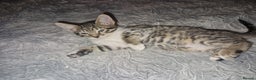 Savannah cats for sale: Savannah Cross Kittens - Advert 13