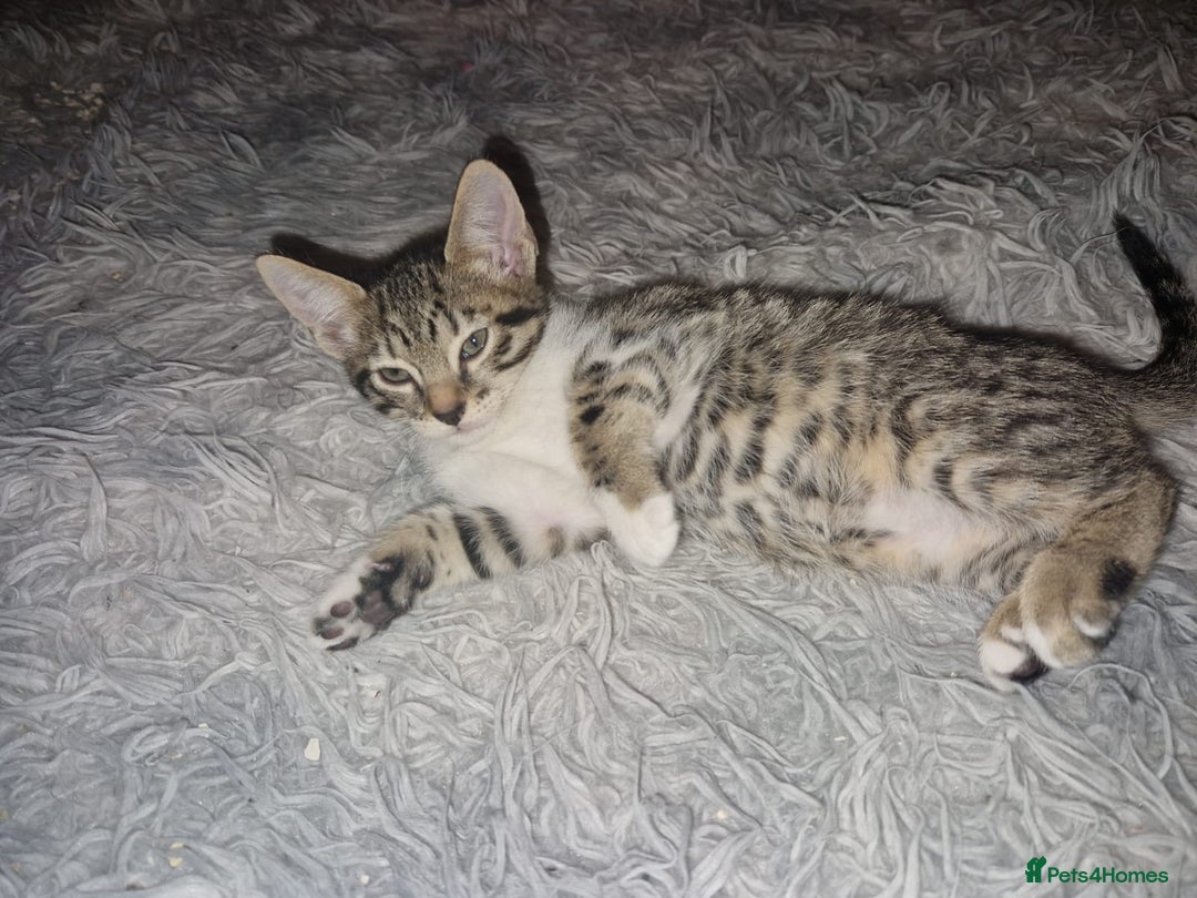 Savannah cats for sale: Savannah Cross Kittens - Advert 13