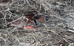 Guinea Pig rodents for sale: Two bonded male guinea pigs  - Image 4