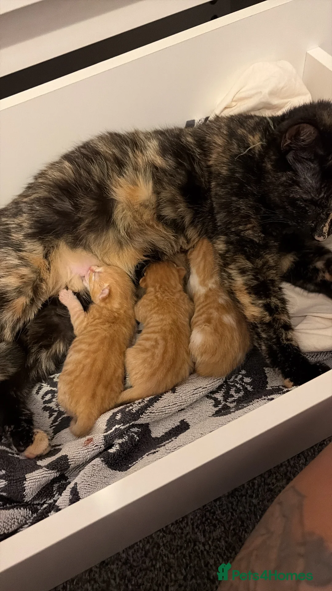 Domestic Shorthair cats for sale: 3 ginger and white boy kittens  in Cumnock - Advert 2