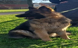German Shepherd dogs for sale: Long Haired German Shepherd Girl in Birmingham - Image 2