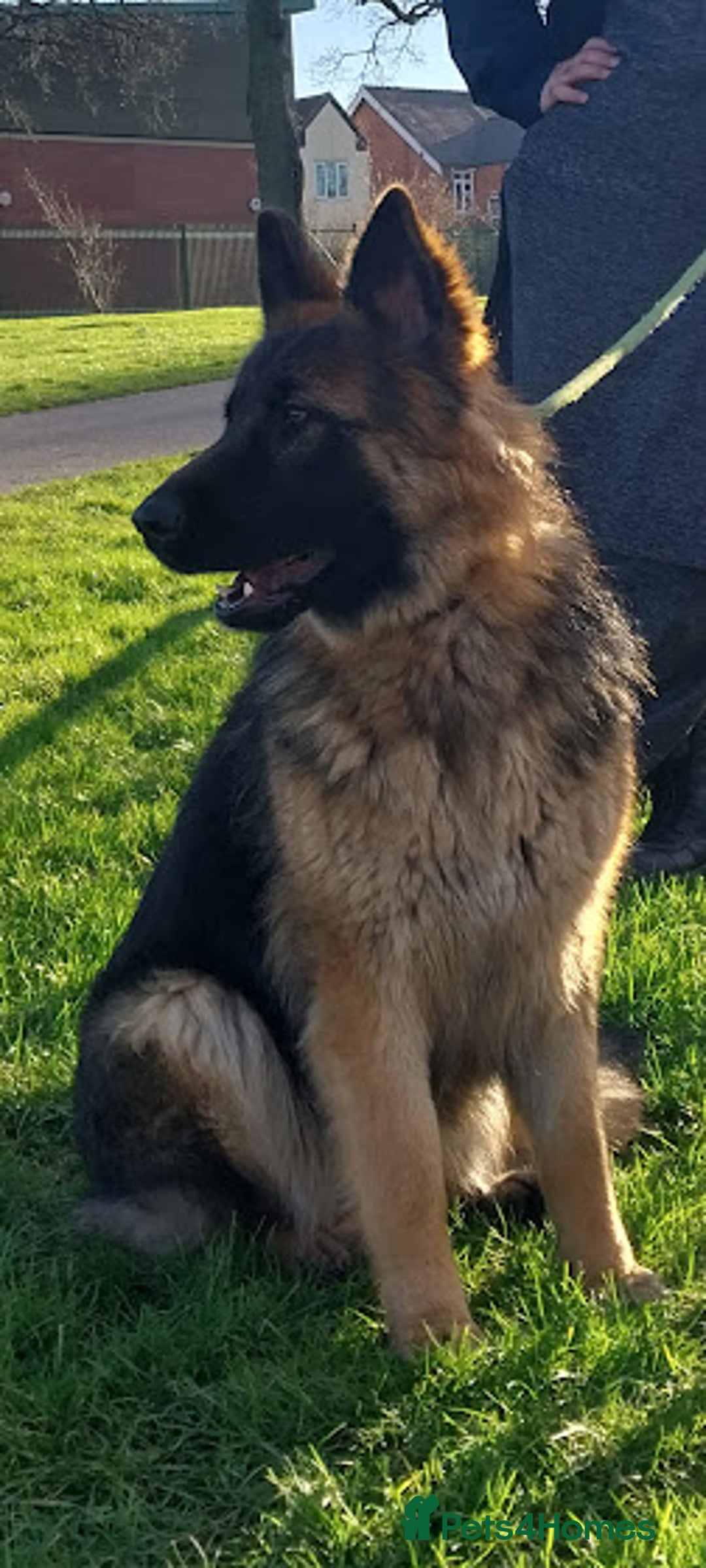 German Shepherd dogs for sale: Long Haired German Shepherd Girl in Birmingham - Image 2