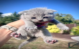 British Shorthair cats for sale: British Shorthair  - Image 1