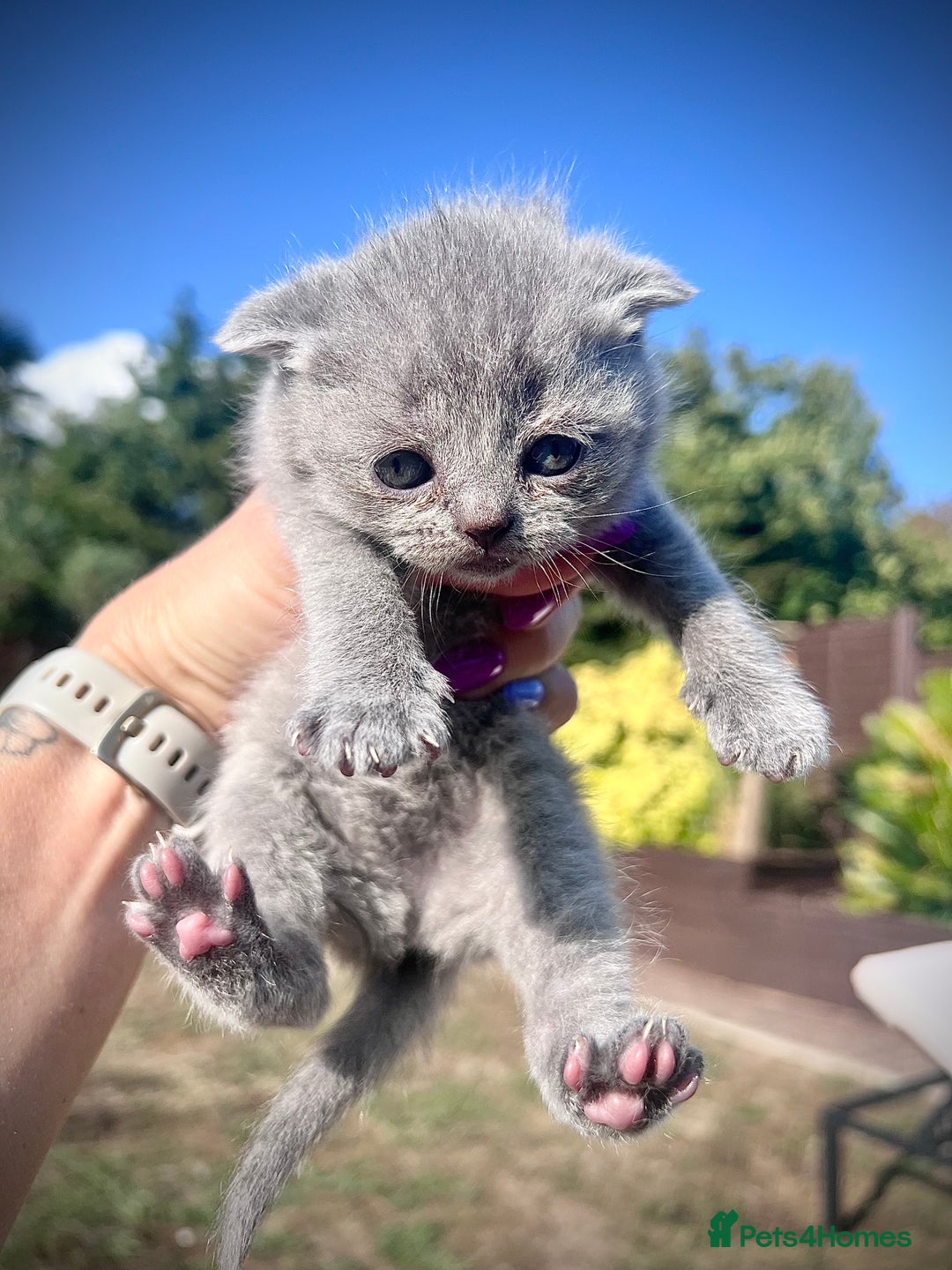British Shorthair cats for sale: British Shorthair  - Image 1