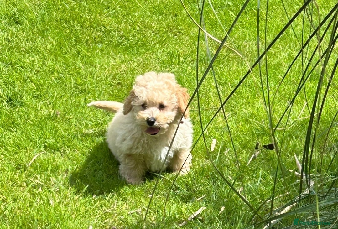 Poochon Puppy 4