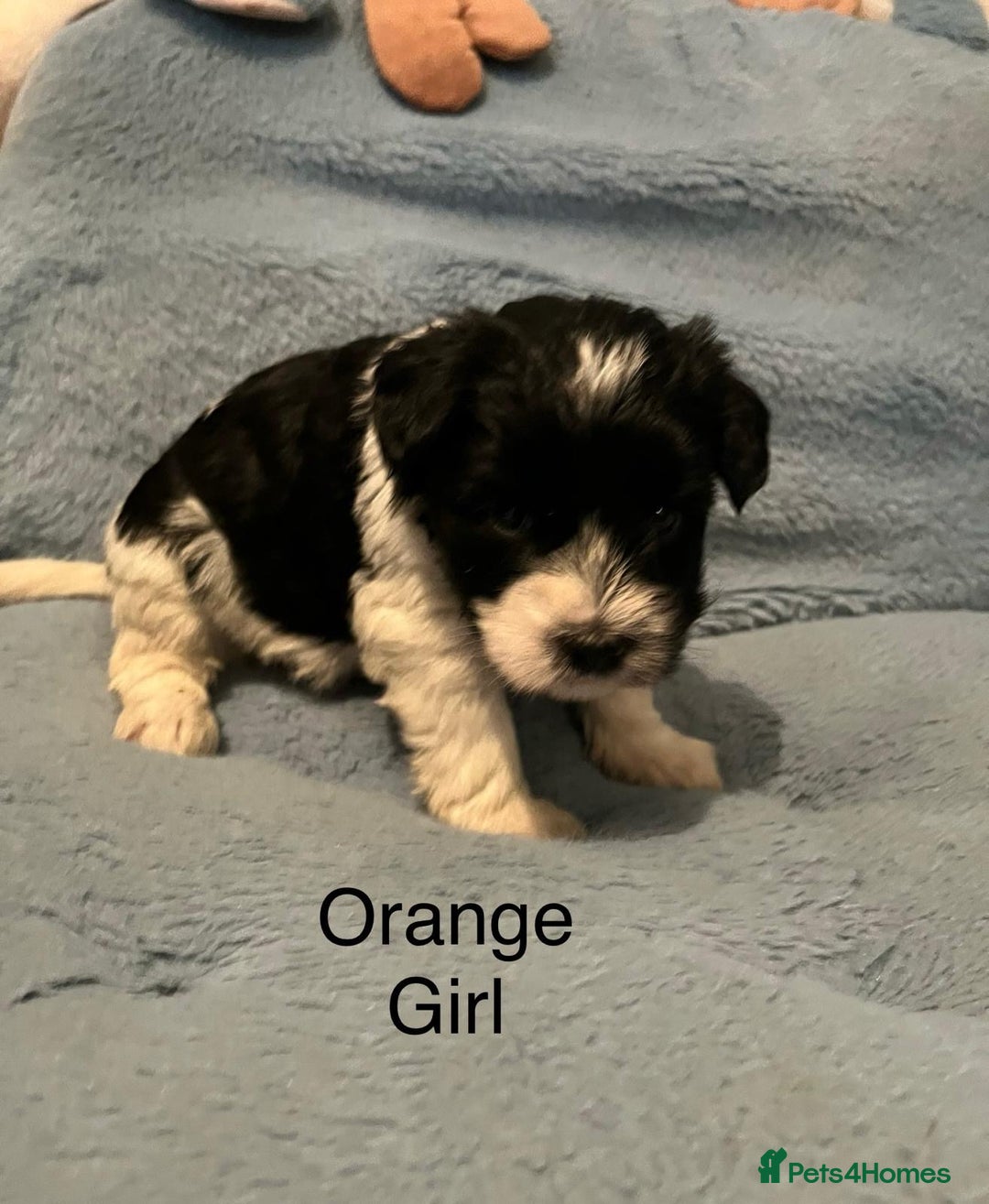 Miniature Schnauzer dogs for sale: OMG ❤️RARE  PEDIGREE PARTI MINIATURE SCHNAUZER  - Advert 25