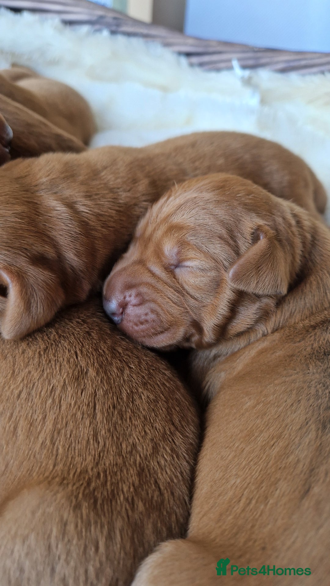 Labrador Retriever dogs for sale: Very Dark Fox Red Labrador Puppies *Health Tested* - Advert 4